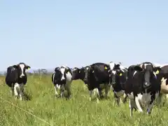 "Los tamberos también somos ganaderos"