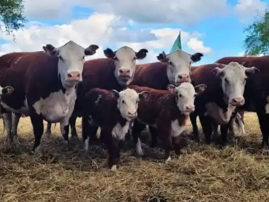 El aumento del precio de la hacienda en pie, que comenzó a manifestarse a mediados de octubre, es el principal factor que presiona los valores en los mostradores. Foto: Gentileza
