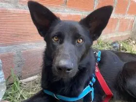 Encontraron esta mascota