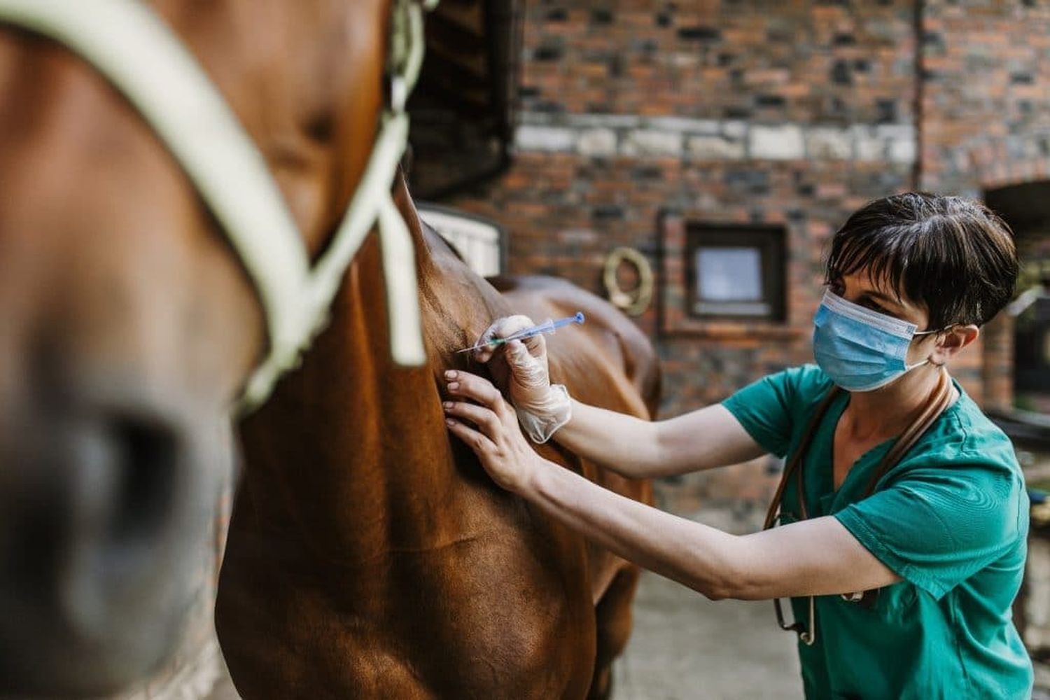 Entre Ríos: confirman casos de Encefalomielitis Equina