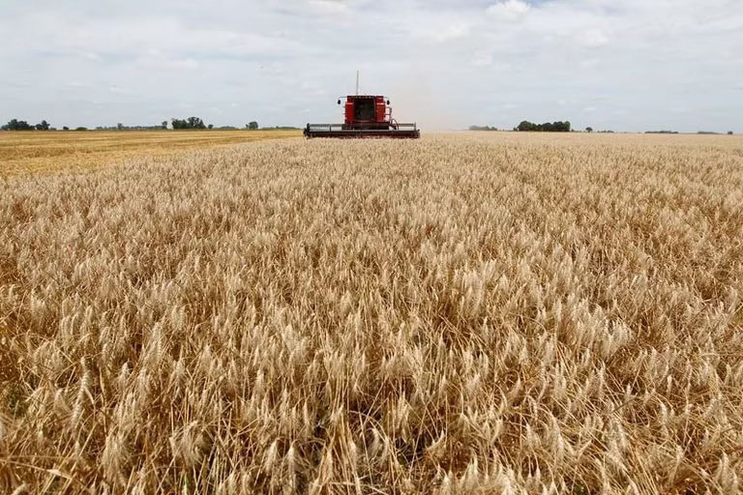 En la principal zona productora del país más del 40 % del trigo está en jaque