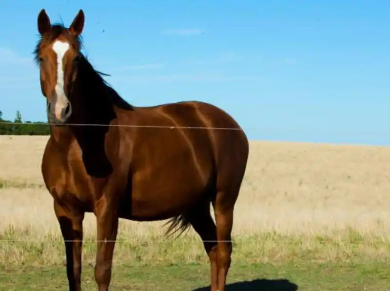 Virus neurológico equino: qué es y cómo lo aislaron