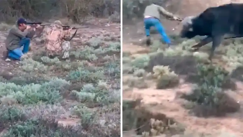 Se conoció el origen del video del ataque de un búfalo a un cazador