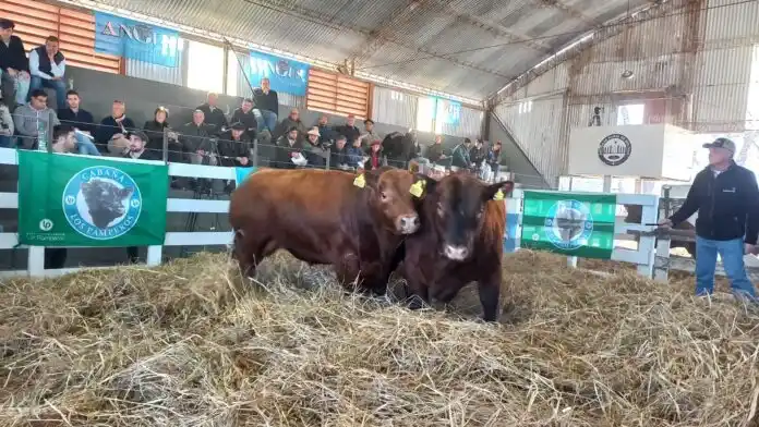 Excepcional venta de los Angus de Cabaña Los Pamperos