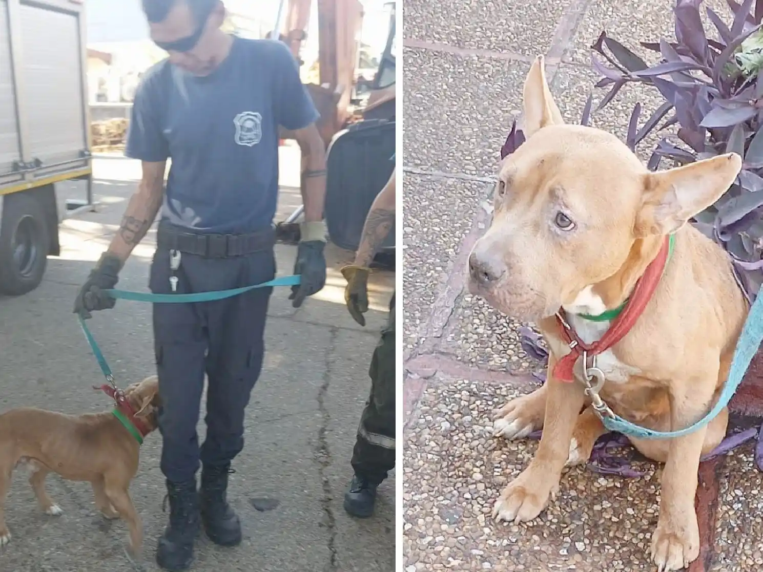 Veterinaria municipal participó de un operativo que permitió rescatar un perro abandonado en la vía pública