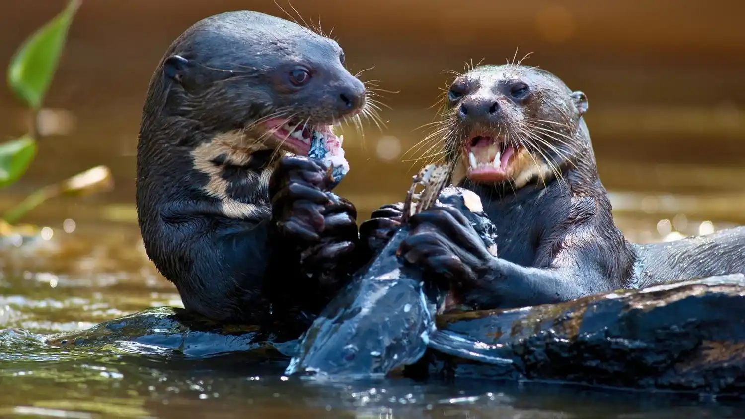 La nutria gigante es uno de los depredadores acuáticos más impresionantes del continente sudamericano y su regreso es considerado un hito para la restauración ecológica de los humedales, donde no se habían observado ejemplares desde mediados de los años 80.