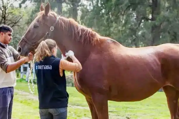 Establecen vacunación obligatoria contra encefalomielitis equina en todo el país