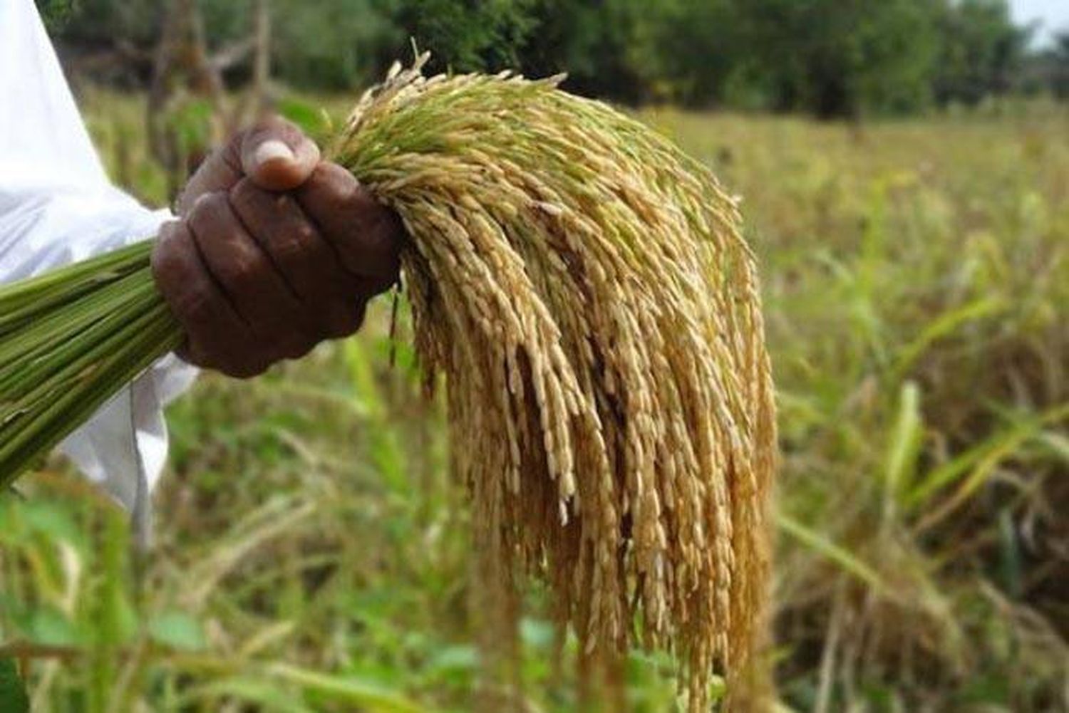 Superficie cosechada en  Entre Ríos supera el 94 % en  el arroz y el 80 % en sorgo