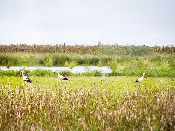 Día Mundial de lucha contra la Desertificación y la Sequía: el rol de los pastizales y sabanas naturales