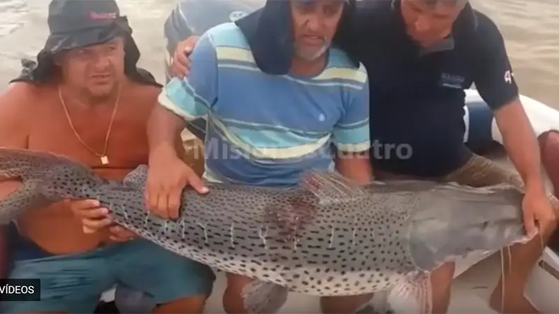 Video: Sacaron un surubí de 60 kilos, tras más de cuatro horas de "lucha"