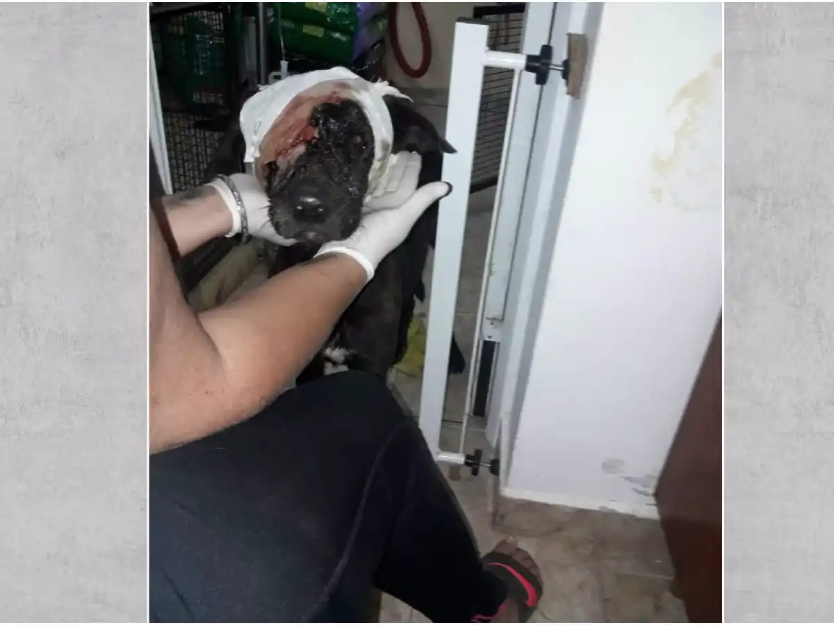 Soldado, el perro baleado, evoluciona favorablemente