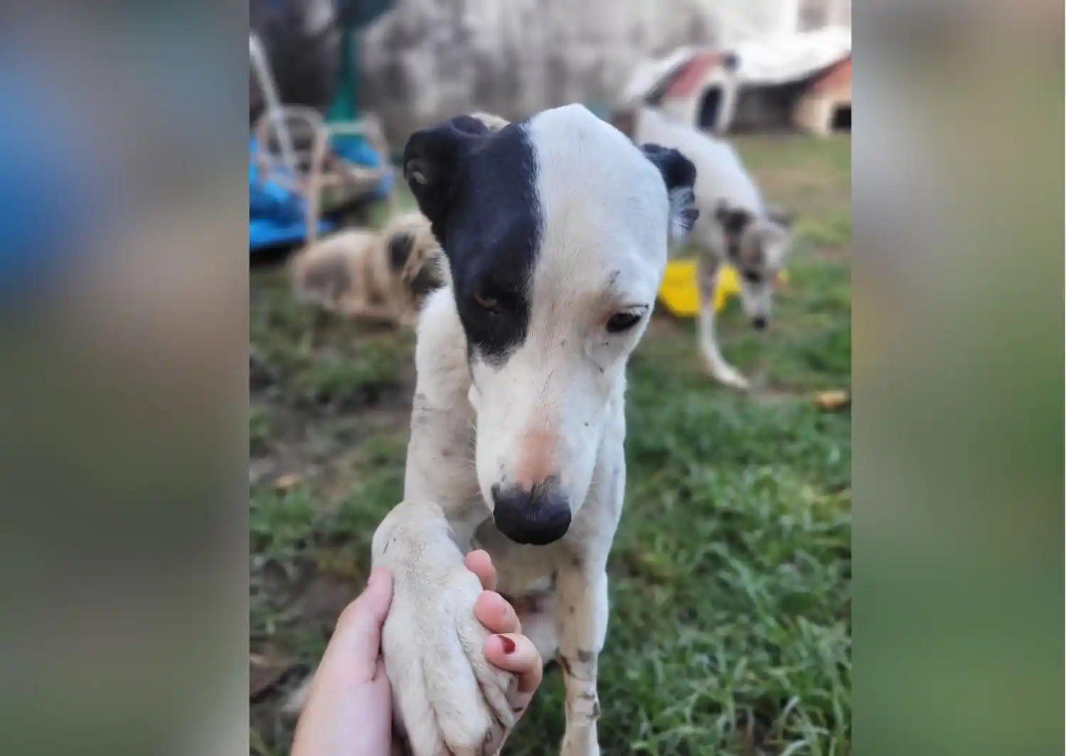 Las rescatistas piden colaboración para poder pagar la cirugía de Vida.