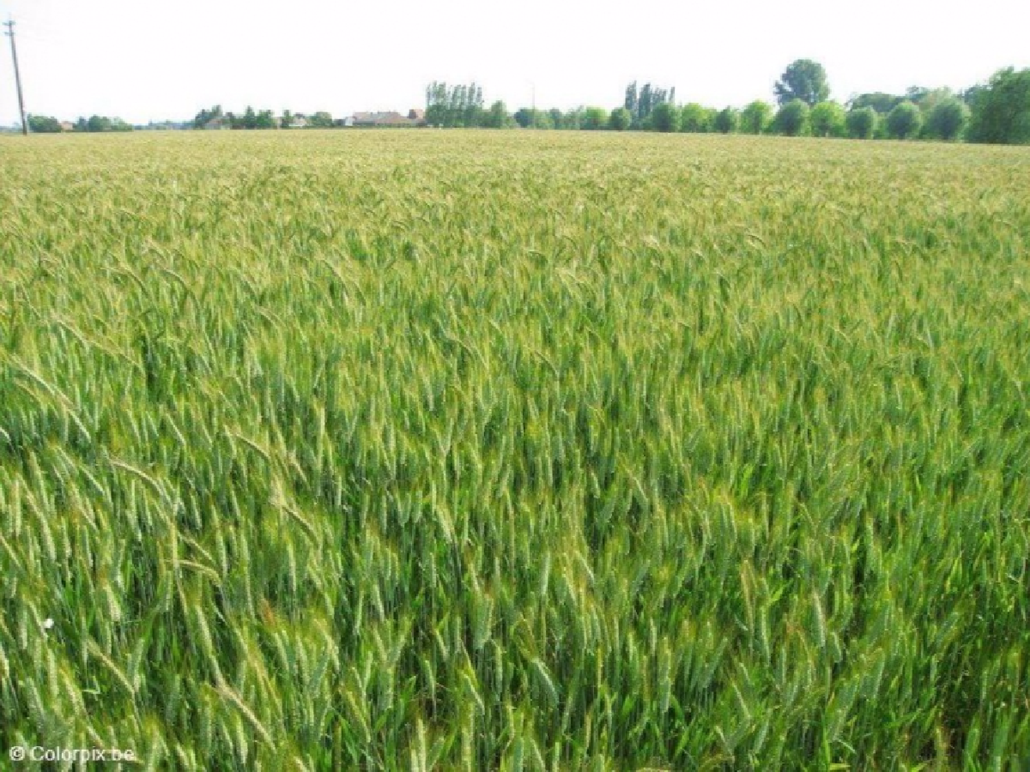 Córdoba: el trigo empieza a encañar sin agua
