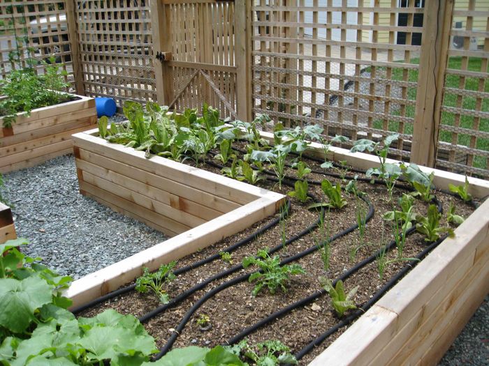 huerta en casa