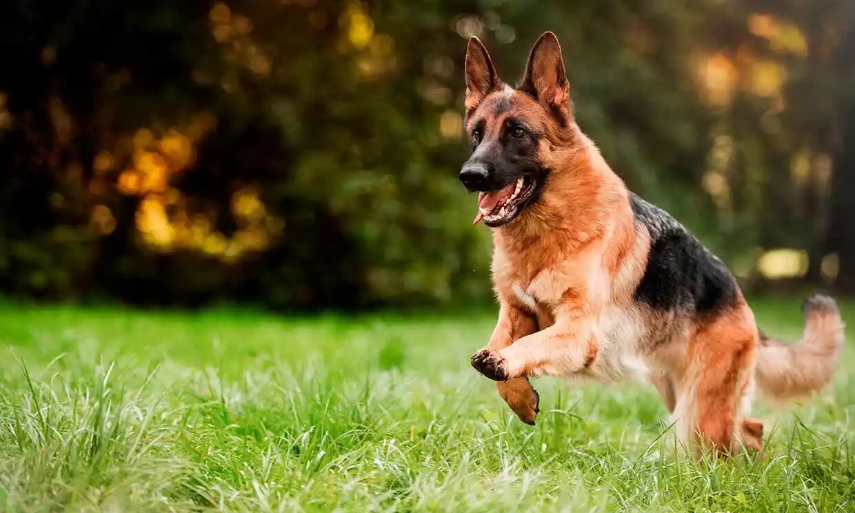 La Facultad de Bromatología  realizará una campaña de vacunación antirrábica