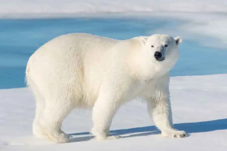 Una turista francesa fue atacada por un oso polar en un campamento del Ártico