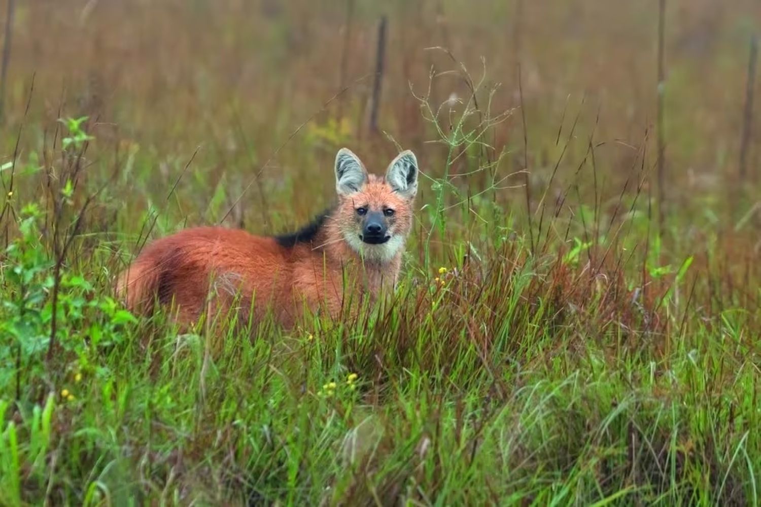 Cómo actuar si nos encontramos con un Animal Silvestre durante las vacaciones