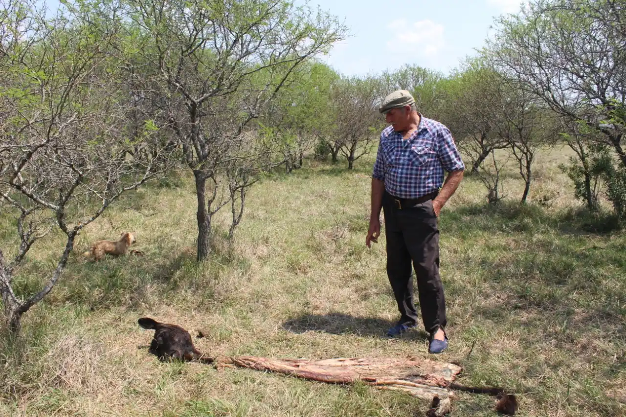 Arturo Chesini: "no puedo dejar la casa sola porque me roban todo"