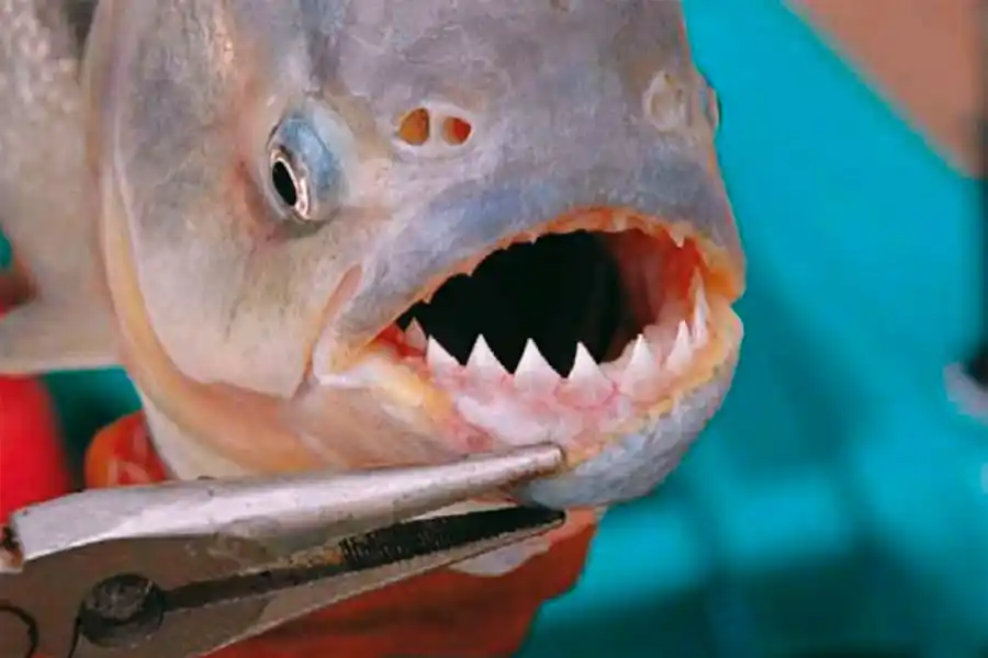 Victoria: una niña fue mordida por palometas y explican por qué aumentaron los casos en la zona