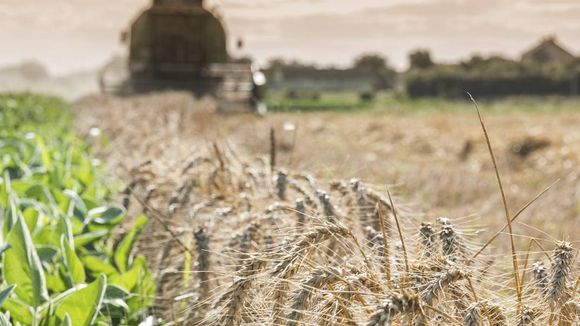 Emergencia agropecuaria: por la sequía, estiman que los daños en el trigo superan el 70 %
