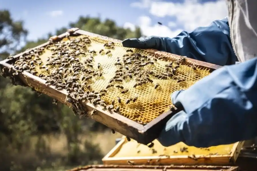 Abrieron las inscripciones al curso de Operador apícola inicial en la ciudad de Esperanza