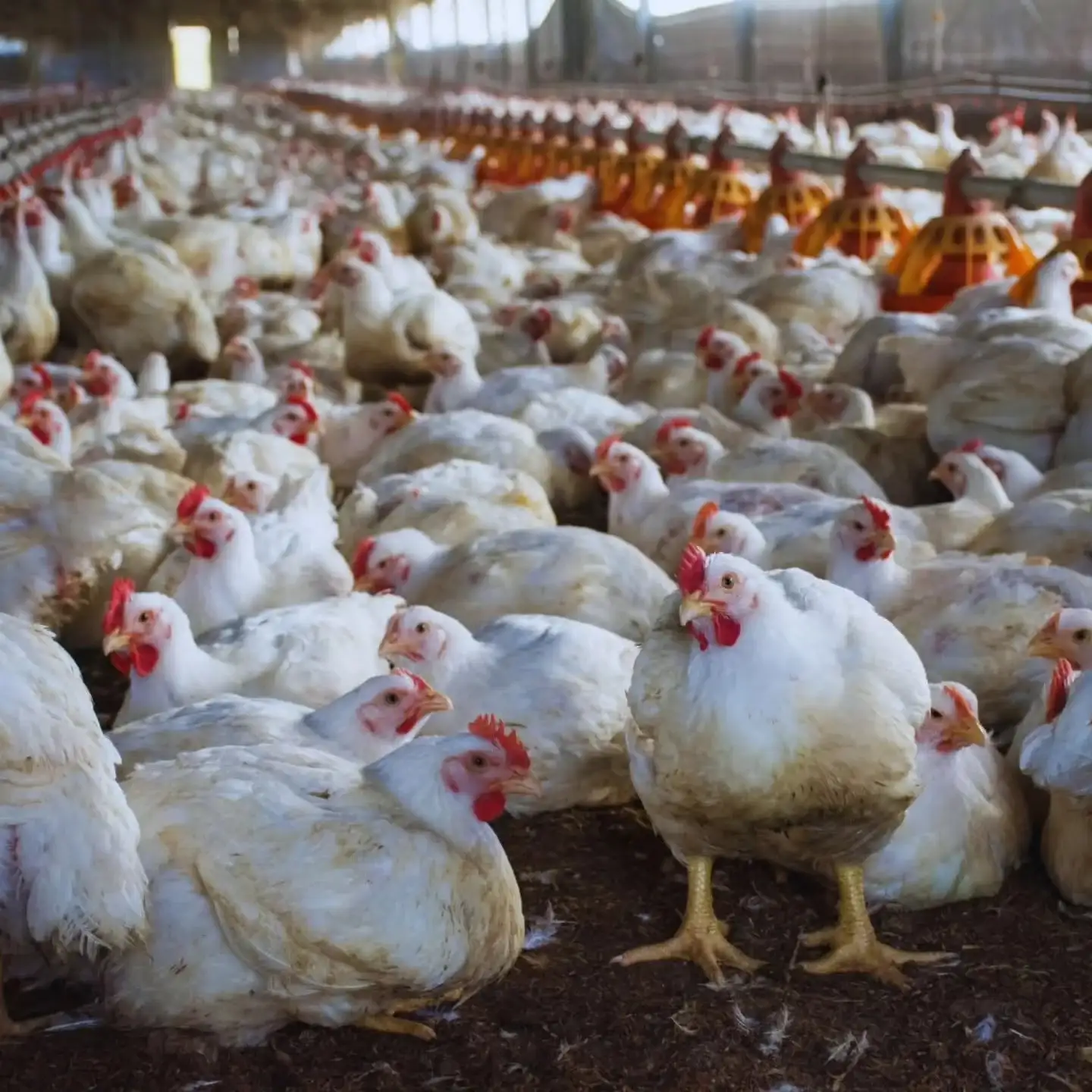 ¿Es posible producir pollos sin antibióticos y mantener rendimiento y sanidad?
