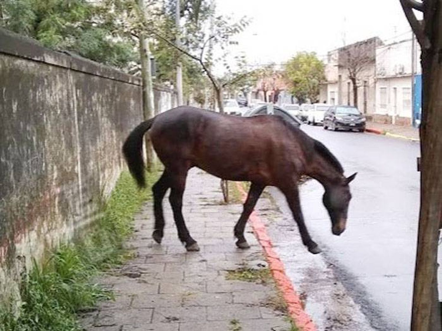 Preocupa la presencia de caballos sueltos en calles  y plazas