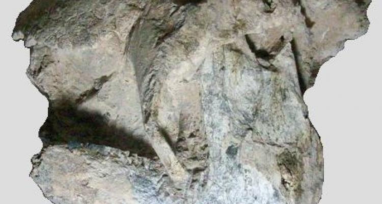 Expondrán el ejemplar de Neosclerocalyptus ornatos