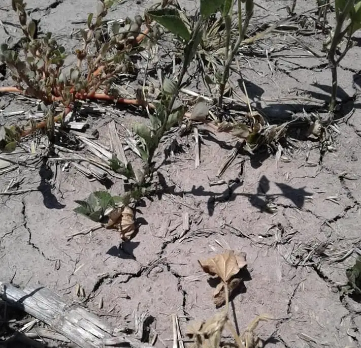 Desde Farer piden que el gobierno provincial  “brinde propuestas concretas” para el sector agropecuario