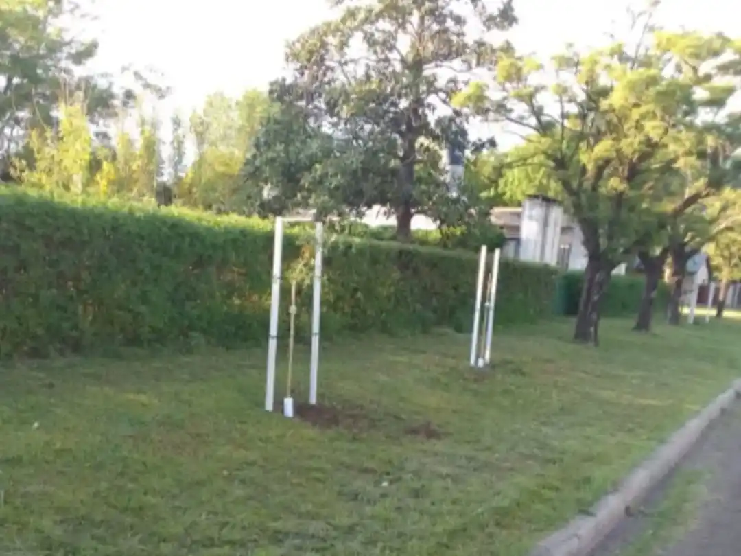 Más árboles para Maggiolo. Foto: Gentileza.