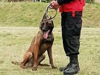 Dakota, la perra K9, clave en el hallazgo de un cuerpo en Bolívar
