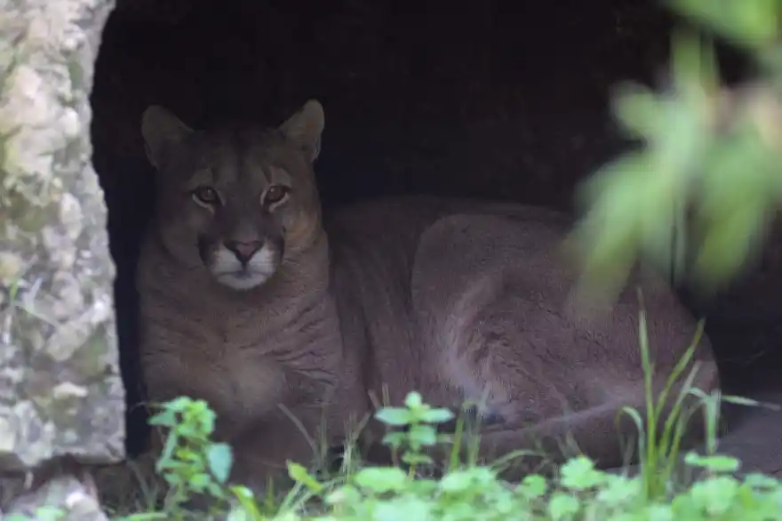 El Bioparque platense recibió y brinda tratamiento a un puma rescatado en Maipú