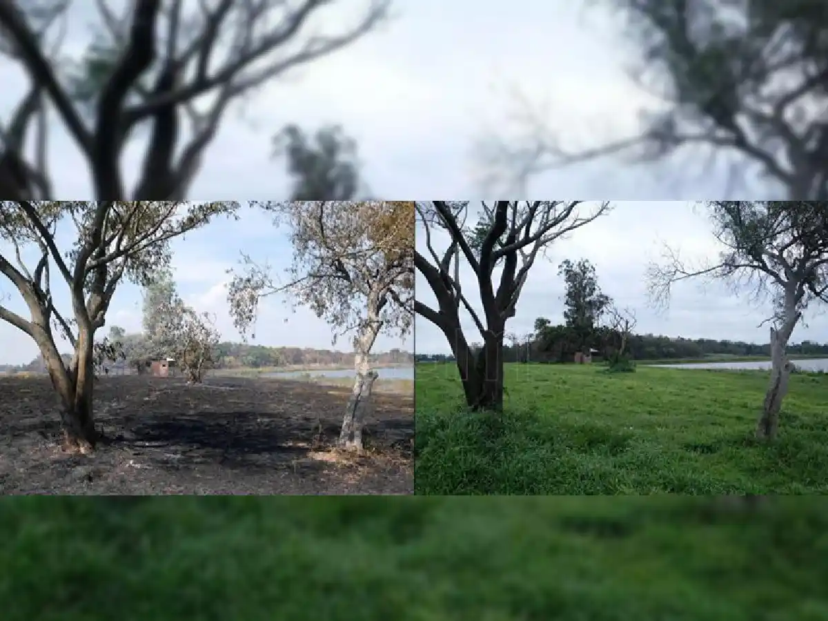 Los Esteros del Iberá vuelven a exhibir su "gran poder de resiliencia"