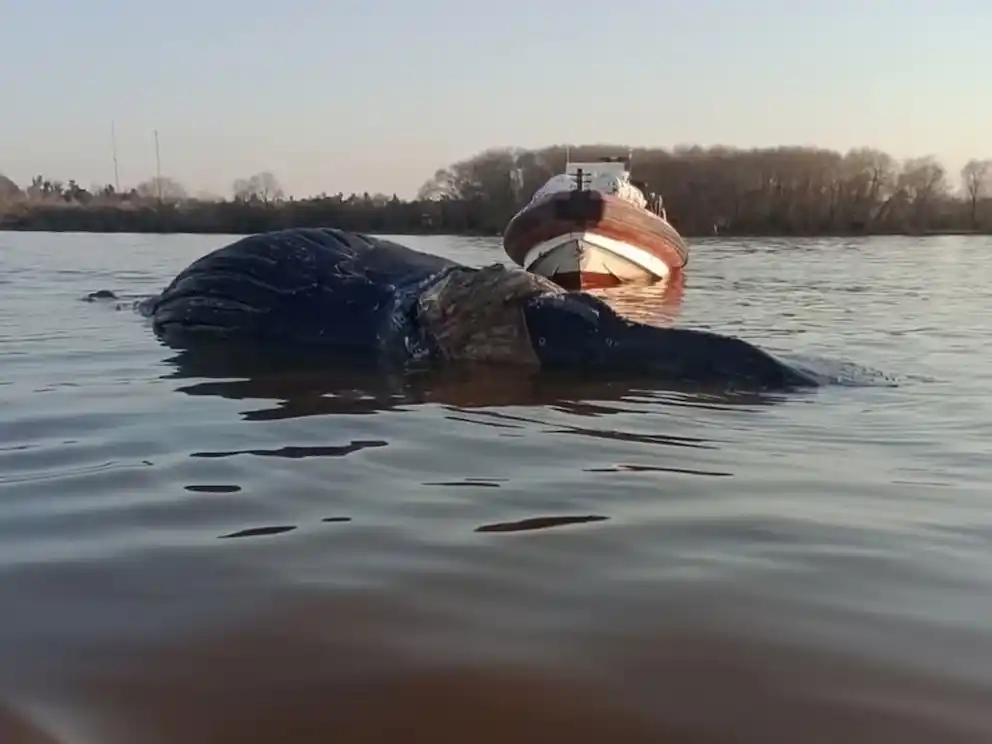 Encontraron una ballena muerta en el río Paraná a la altura de Zárate.