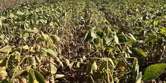 Cosechas a medias: las lluvias legaron tarde para el cultivo de soja y maíz