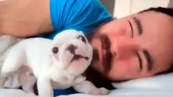 Ternura: el bulldog que no deja dormir a su dueño es furor en la web