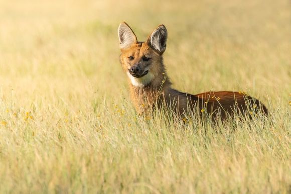 Seguridad vial: la provincia presentó el primer mapa de focos de atropellamientos de fauna