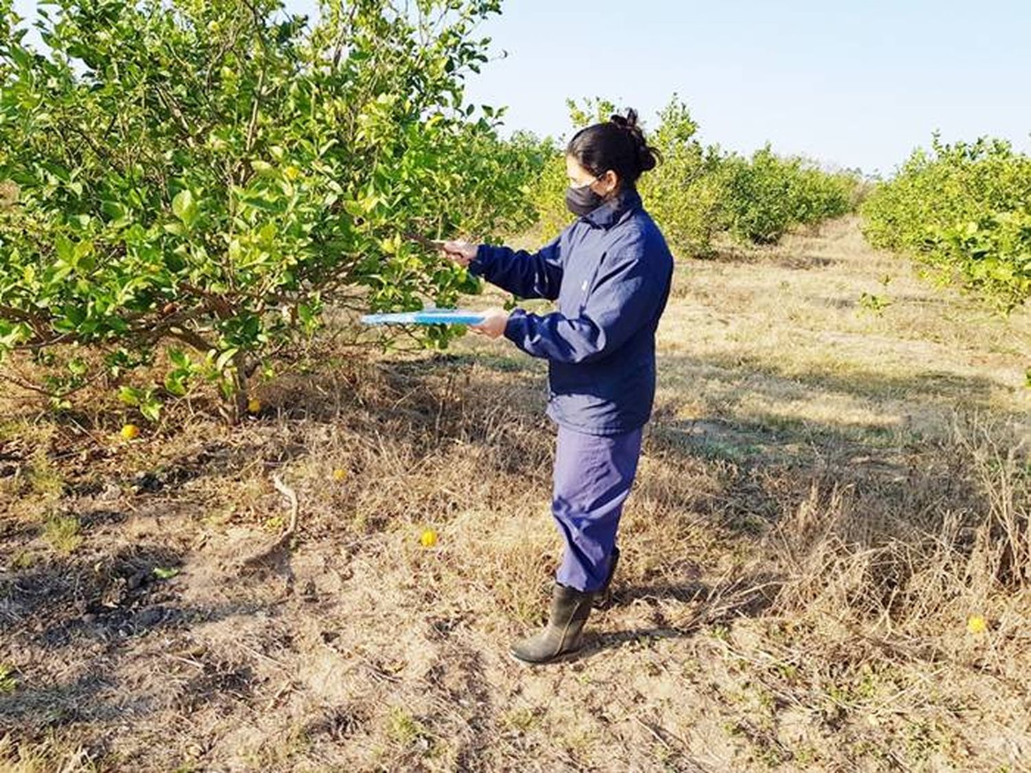 Celebran la reducción de la presencia del insecto transmisor del HLB  en quintas cítricas