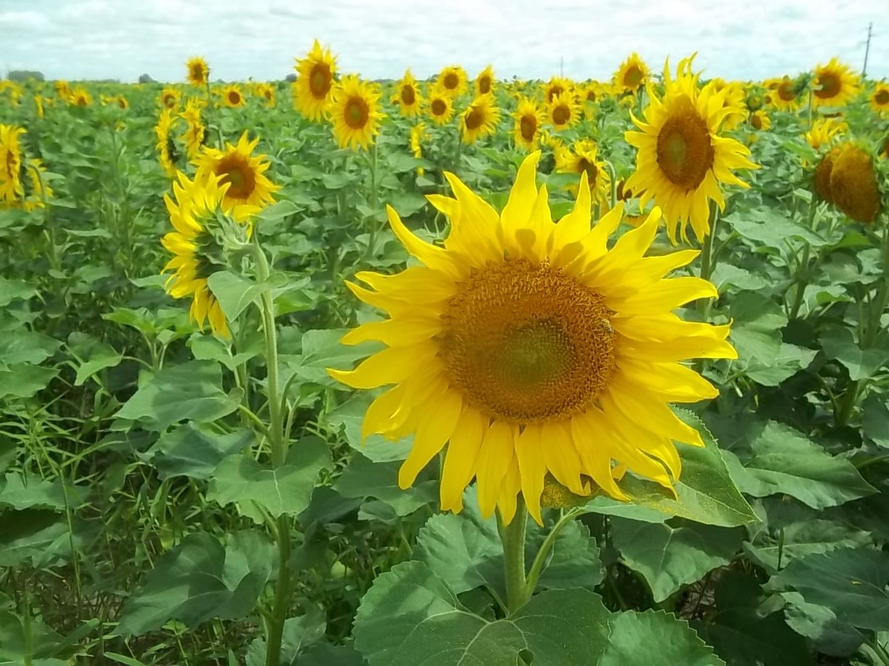 Girasol: el primer camión de la campaña será subastado en Santa Fe
