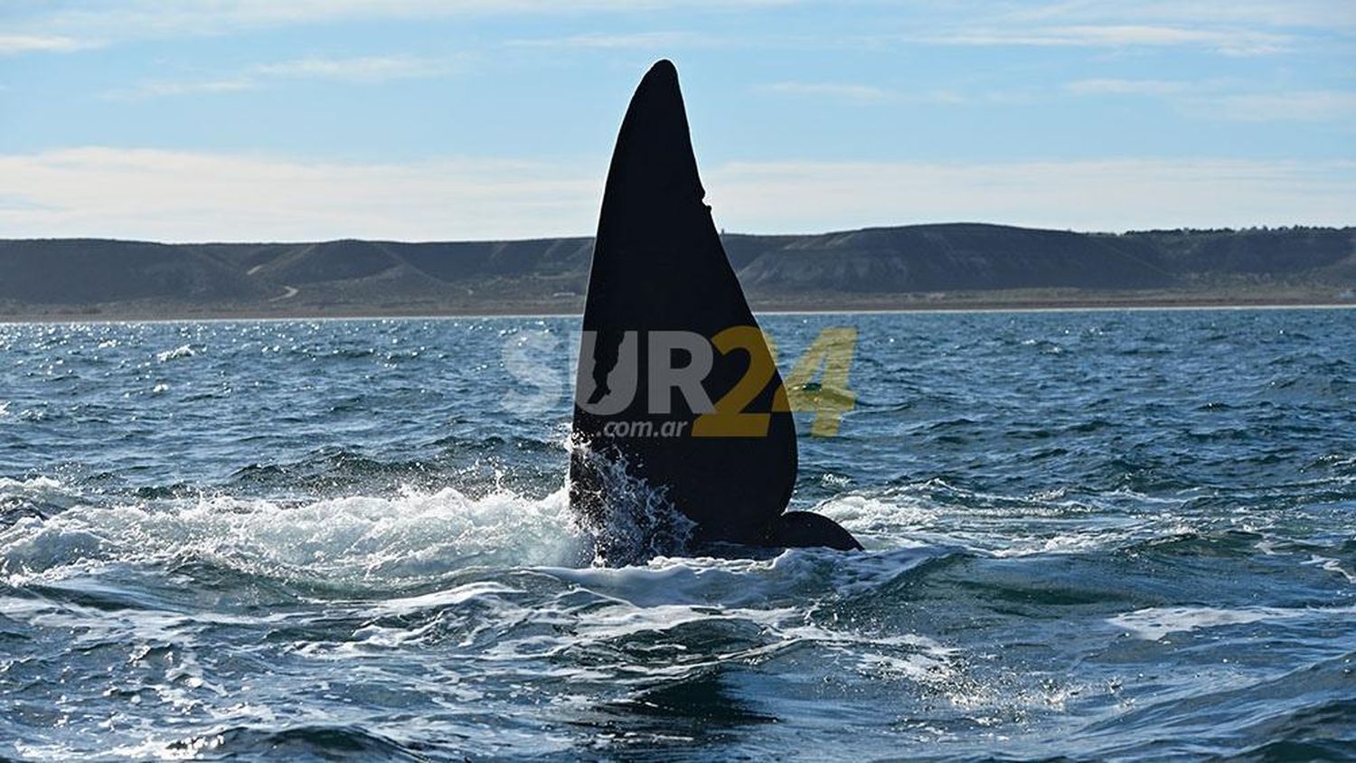 Comenzaron los avistajes en Puerto Piramides