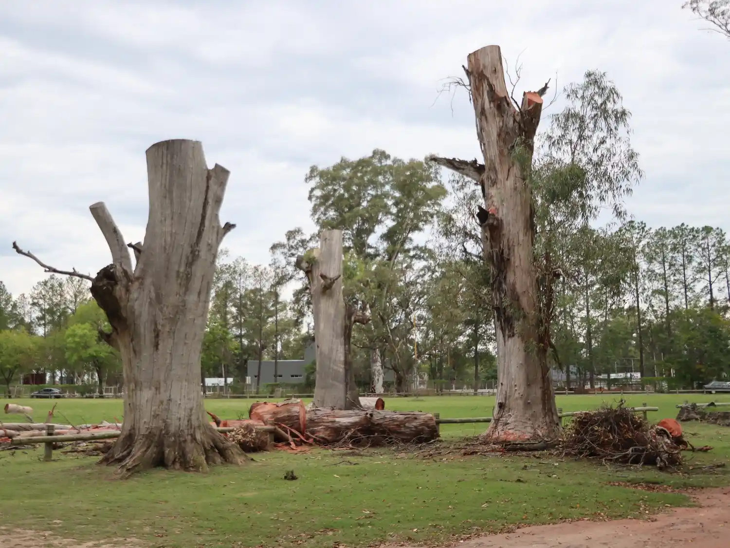 Avanzan las tareas de mantenimiento preventivo sobre los eucaliptos del Parque Unzué