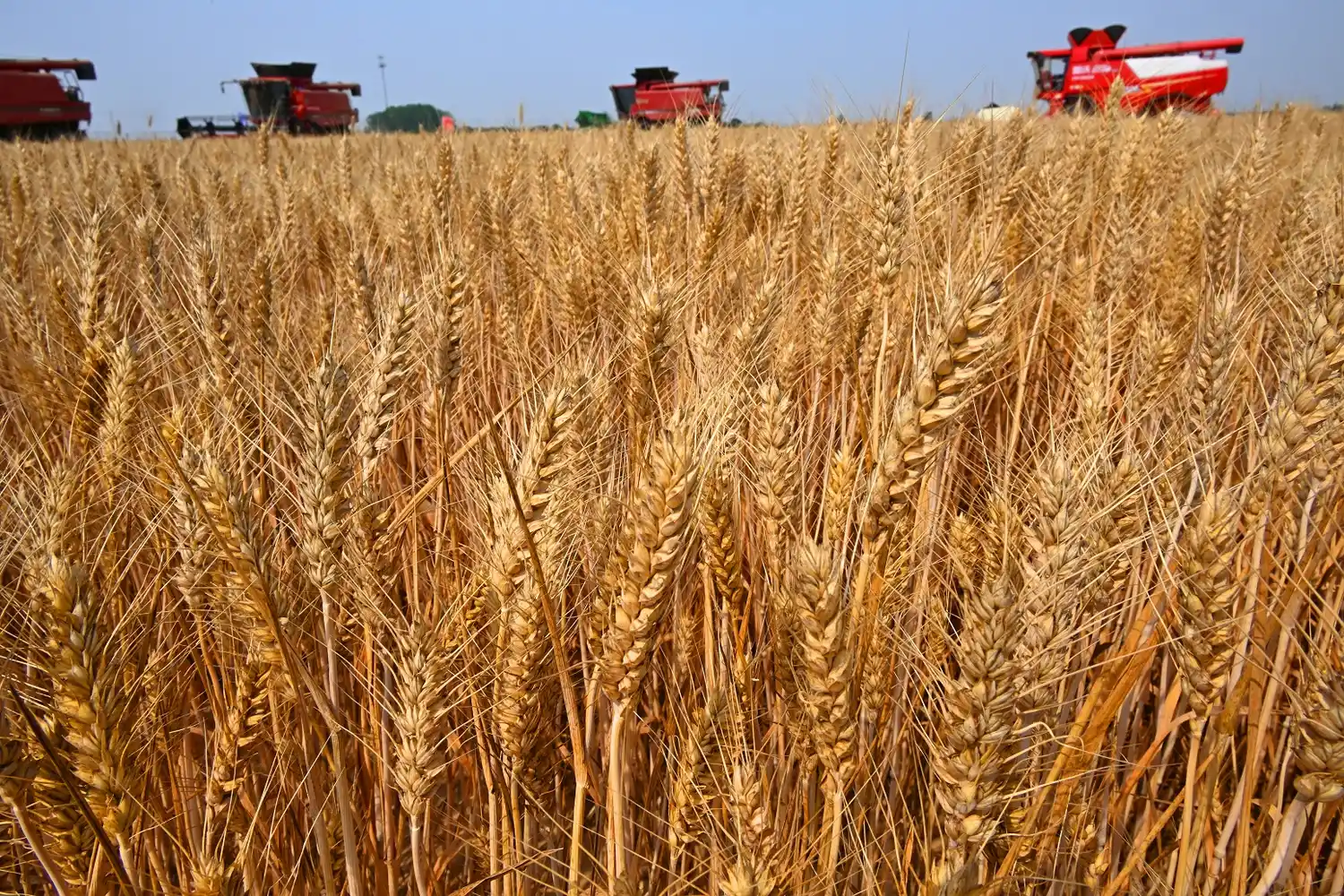 Buenas perspectivas: el trigo aportará US$ 6726 millones en 2025