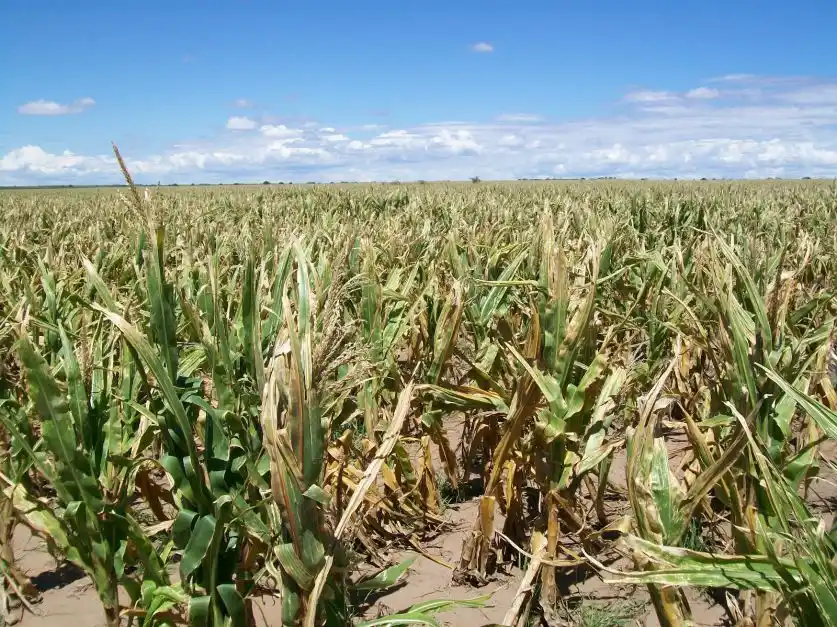Alerta en la zona núcleo por la falta de lluvias