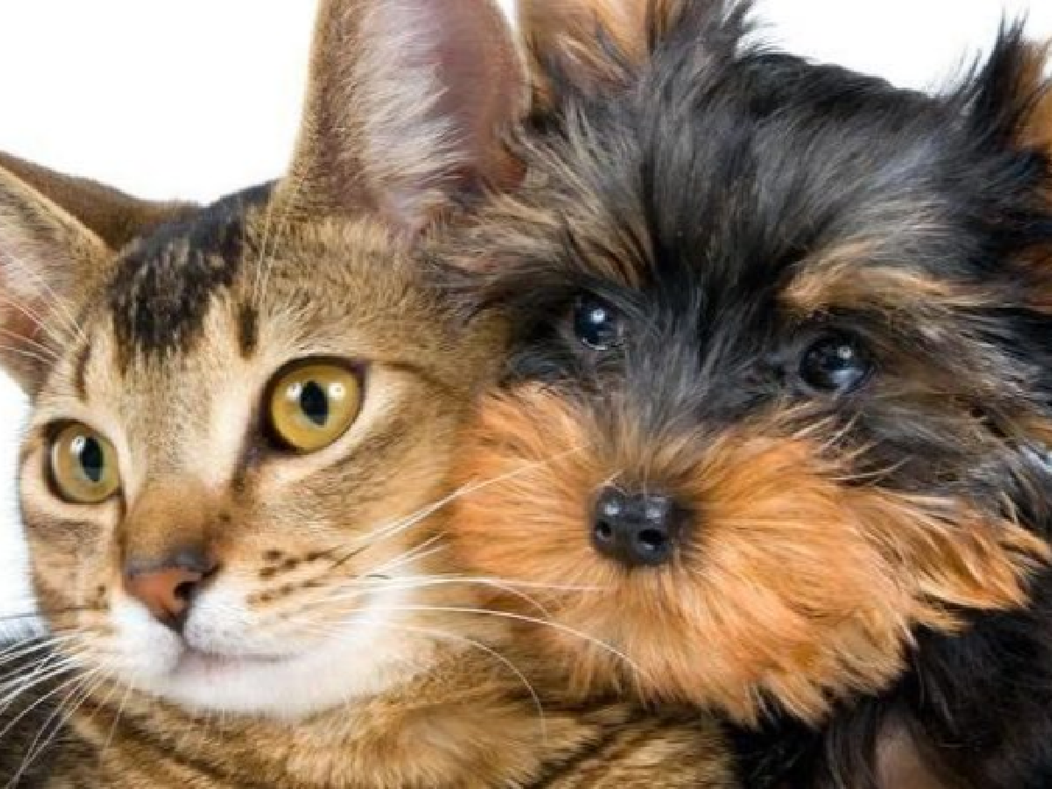 Cómo incide el fenómeno astronómico en las mascotas