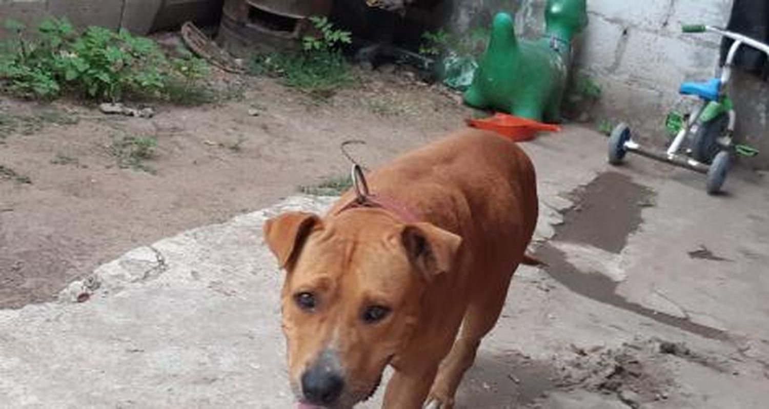 Buscan a Luna