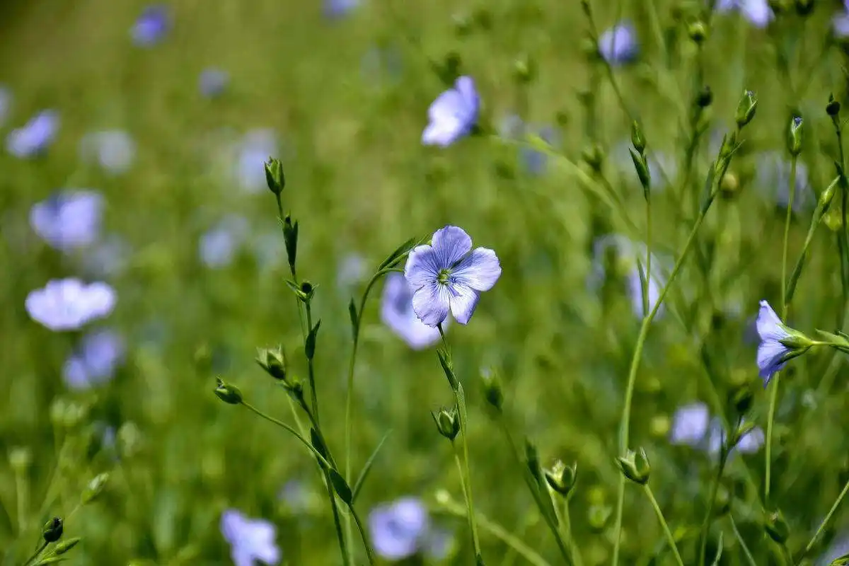 Cae la superficie sembrada con lino y baja expectativa para el sorgo en Entre Ríos