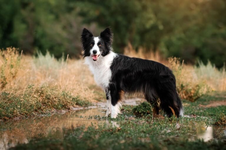 Dolores: Un perro mordió a dos vecinos y su dueña fue condenada con una multa económica