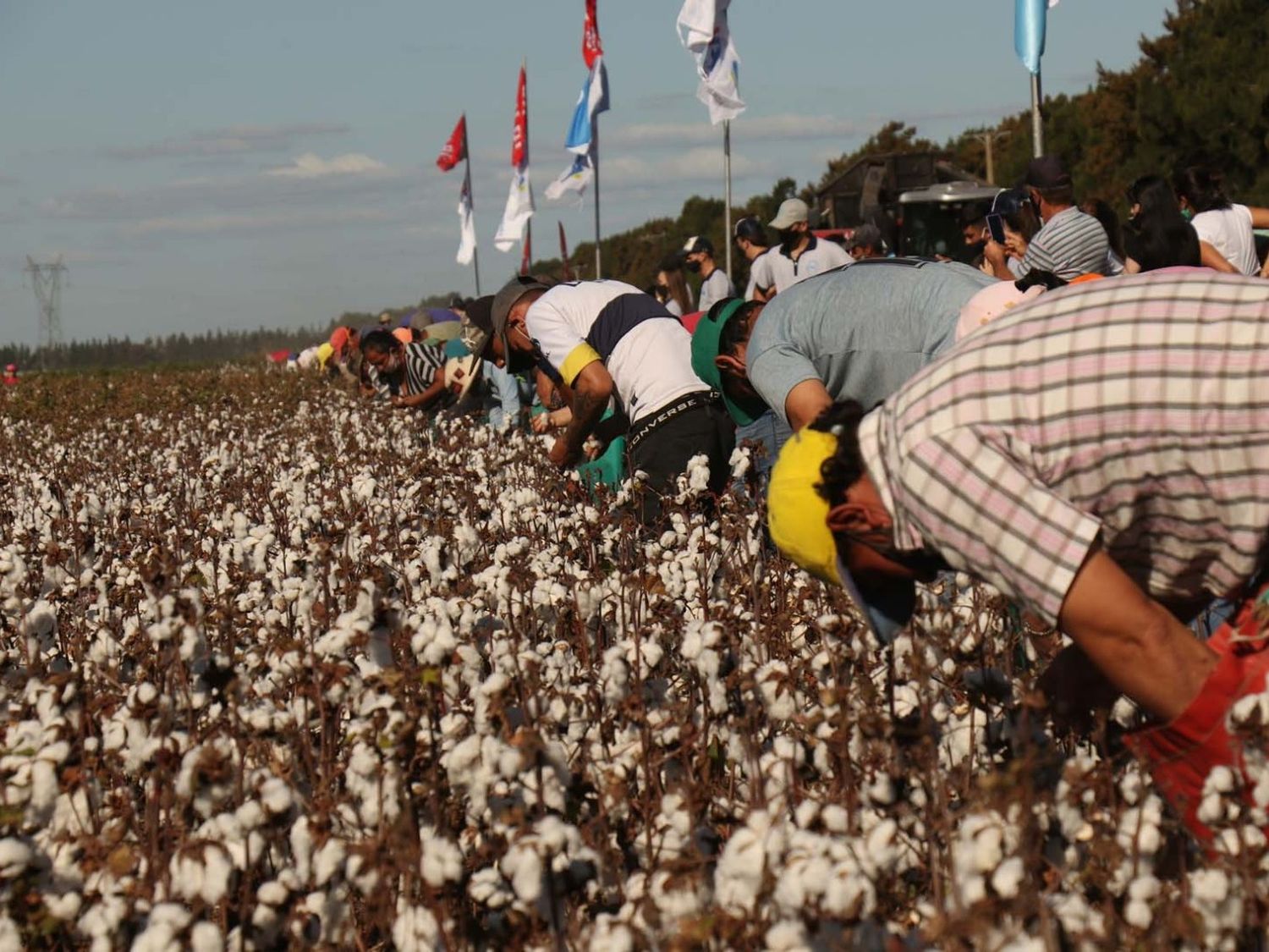 Se conocieron los ganadores del Concurso de Cosecha Manual de Algodón 2025