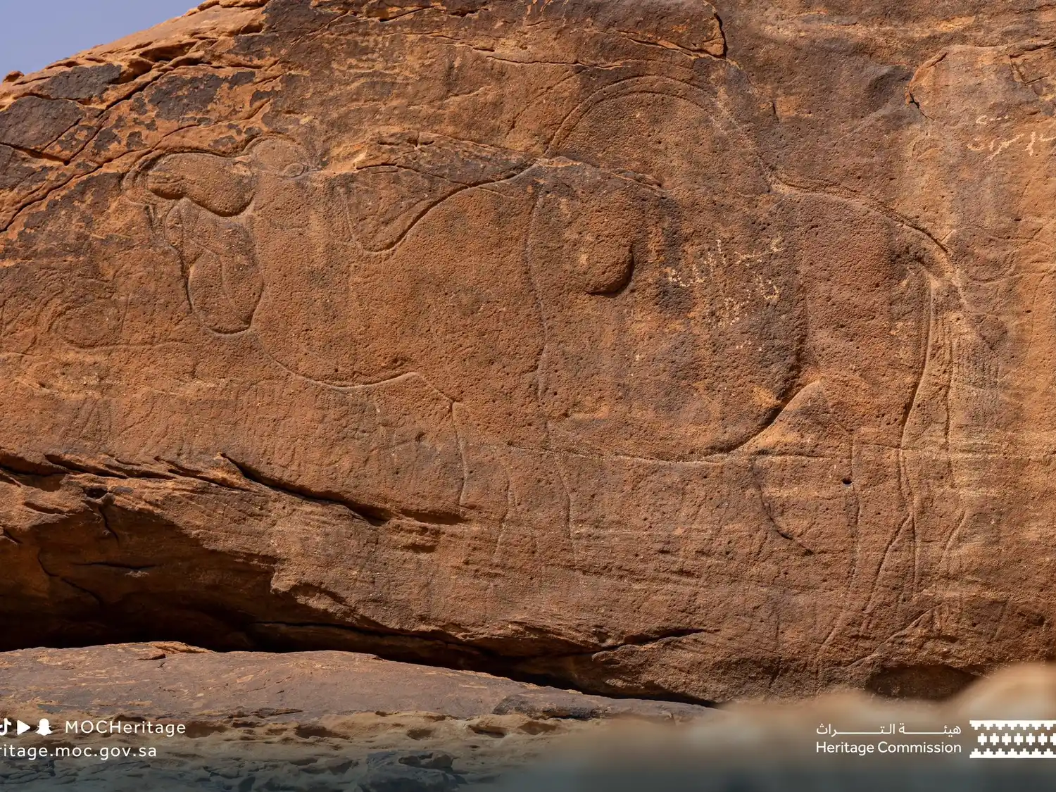 Descubrieron en Arabia Saudí arte rupestre de camellos de hace 12.000 años