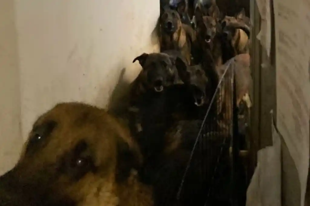 Los animales estaban escondidos en gabinetes y armarios.